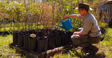 San Isidro reparte retoños del histórico algarrobo del Museo Pueyrredón para ser replantados San Isidro reparte retoños del histórico algarrobo del Museo Pueyrredón para ser replantados