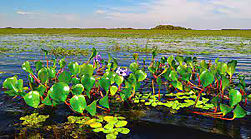 Esteros del Iberá: Un paraíso natural, en Corrientes
