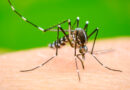 Charla informativa sobre el dengue en el Hospital de Boulogne