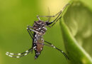 Acerca del Dengue