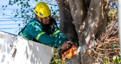 San Isidro avanza con su primer Censo de Arbolado