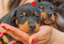 San Fernando prohibió a los criaderos de mascotas y la venta de animales en comercios San Fernando prohibió a los criaderos de mascotas y la venta de animales en comercios